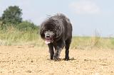 DOGUE DU TIBET 023